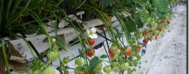 Вирощування полуниці на гідропоніці або Урожай цілий рік