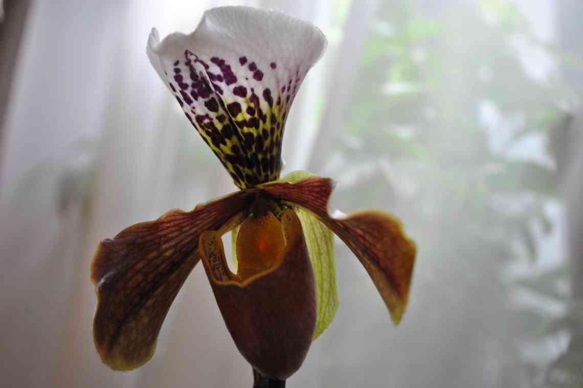 Як вирощувати вдома венерин башмачок пафіопедилум - вивчаємо особливості незвичайної орхідеї