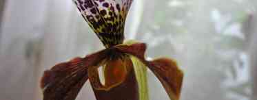 Як вирощувати вдома венерин башмачок пафіопедилум - вивчаємо особливості незвичайної орхідеї
