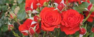 Що таке поліантові троянди?