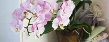 Добрива для орхідеї фаленопсис