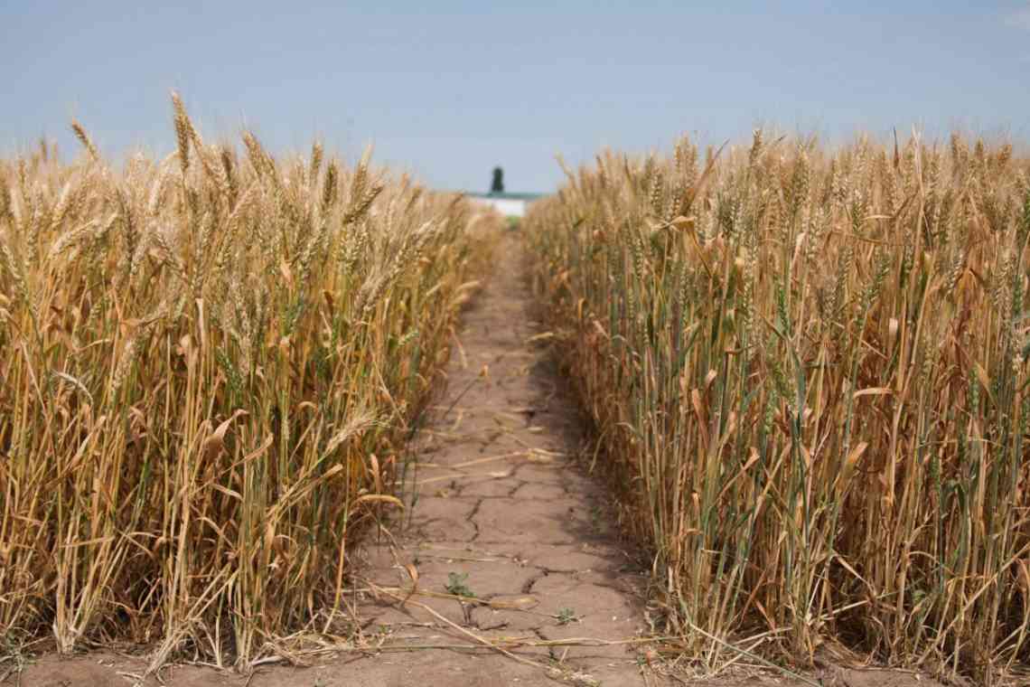 Чим обробити зерно від довгоносика і врятувати врожай