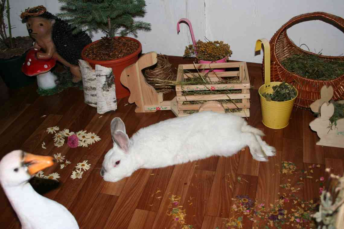 Як доглядати за декоративними кроликами - основні правила