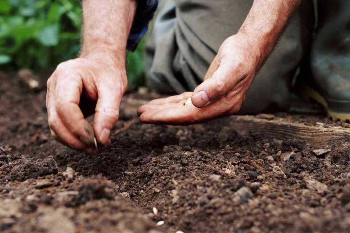 Як виростити квасолю: коротко про посадку і відхід у відкритому ґрунті