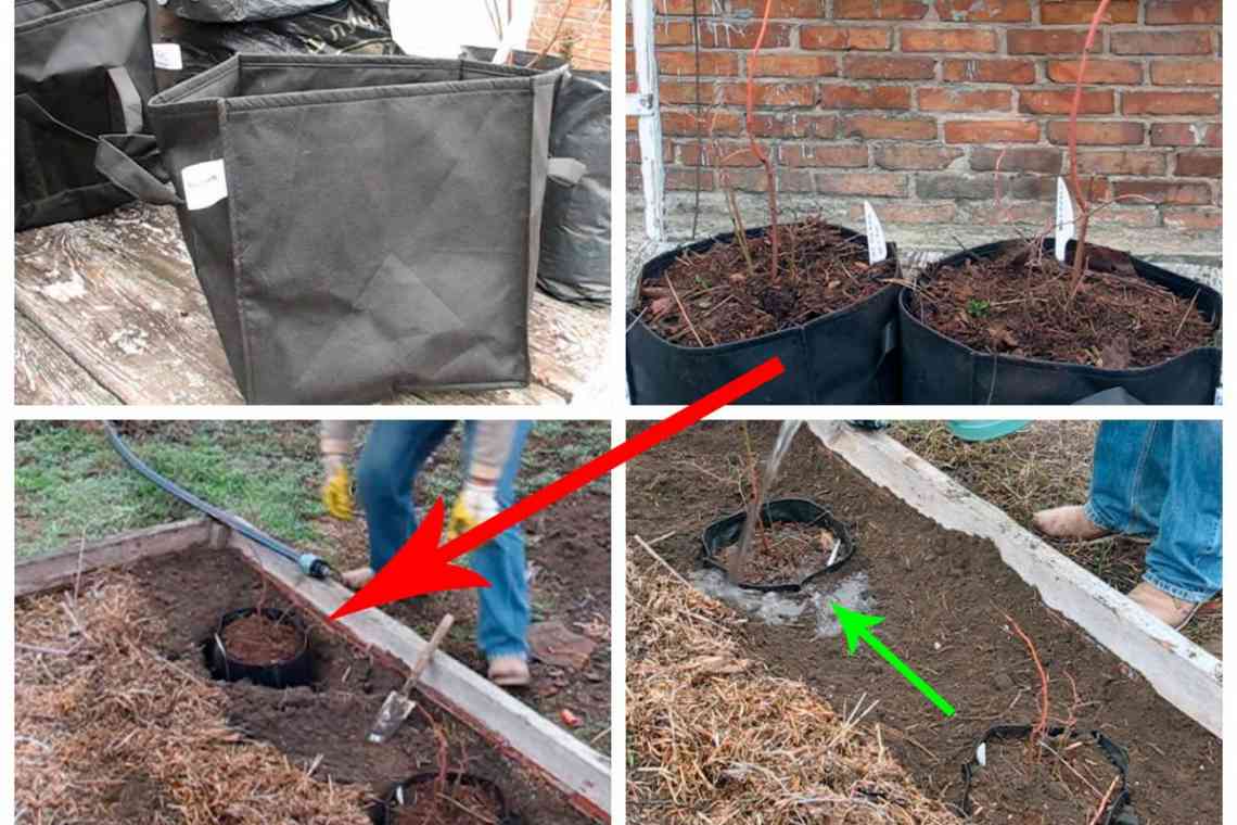 Як садити голубику, вибір місця і підготовка ґрунту