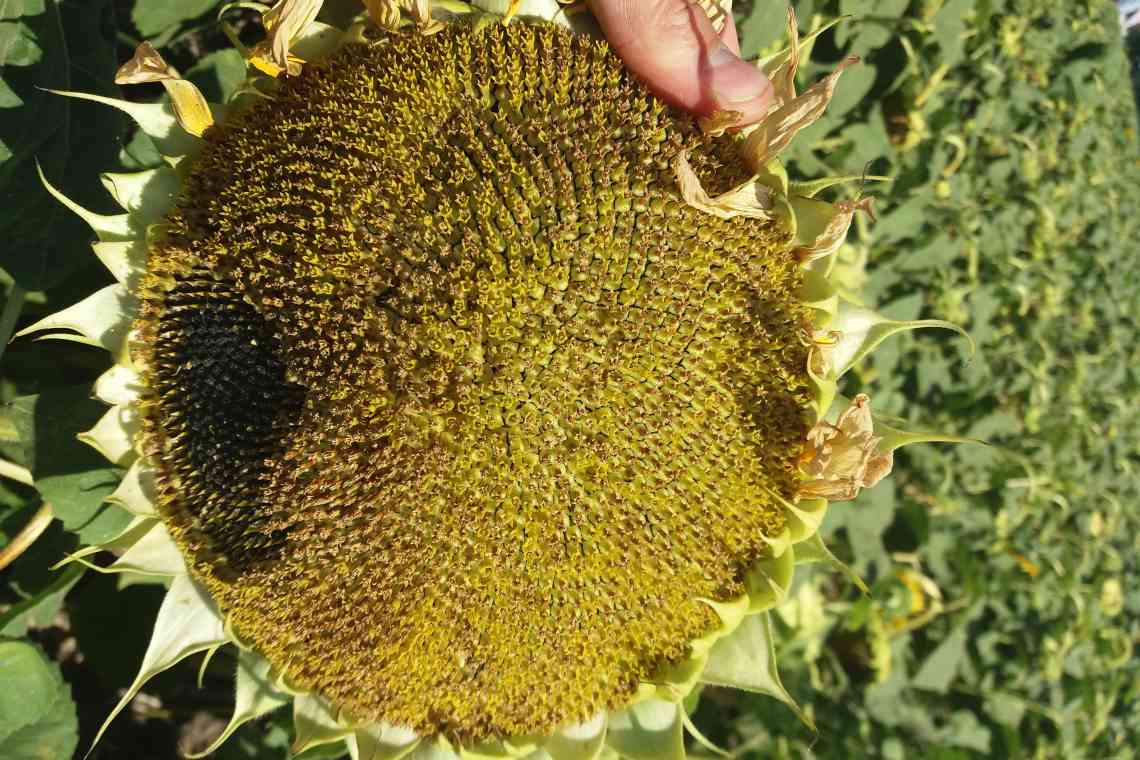 Протравка насіння соняшнику: як і чим здійснювати