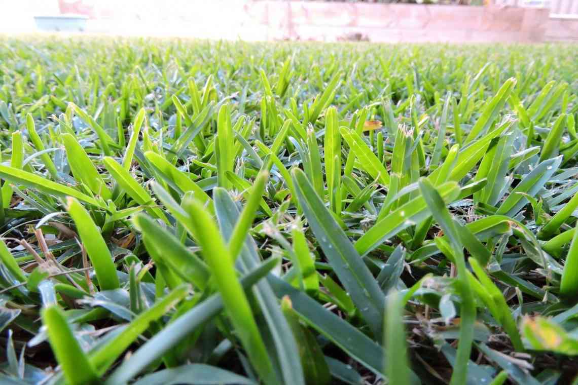 Як виростити газонну траву без бур'янів?