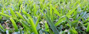 Як виростити газонну траву без бур'янів?