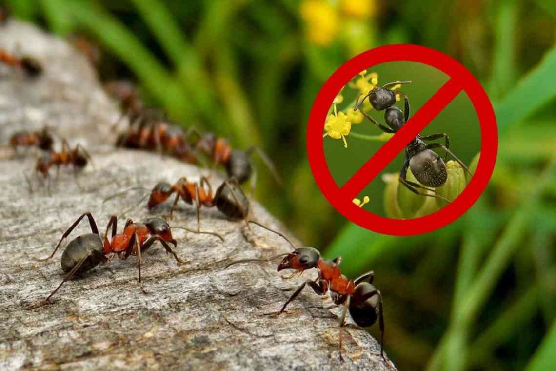 Популярні способи, як позбутися мурашок на дачній ділянці
