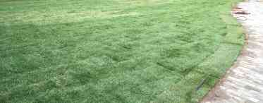 Відновлюємо газон після зими за допомогою аміачної селітри