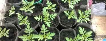 Як садити агератум - вирощуємо розсаду довгоквітки
