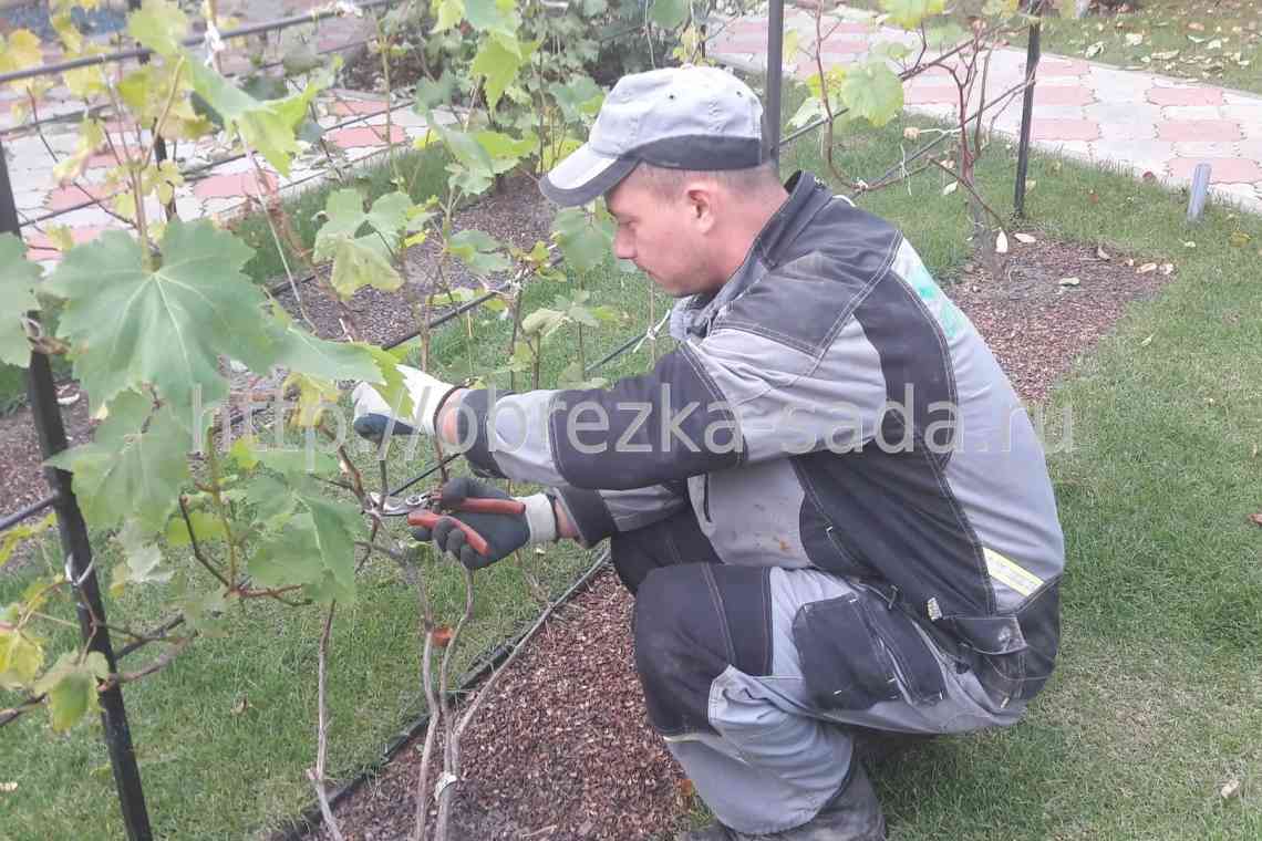 Застосування Новалона для добрива винограду