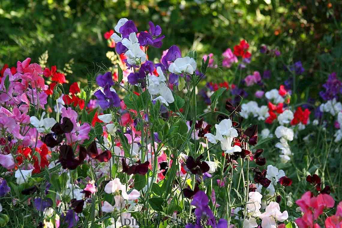 Які багаторічники цвітуть все літо - добірка рослин для літнього саду