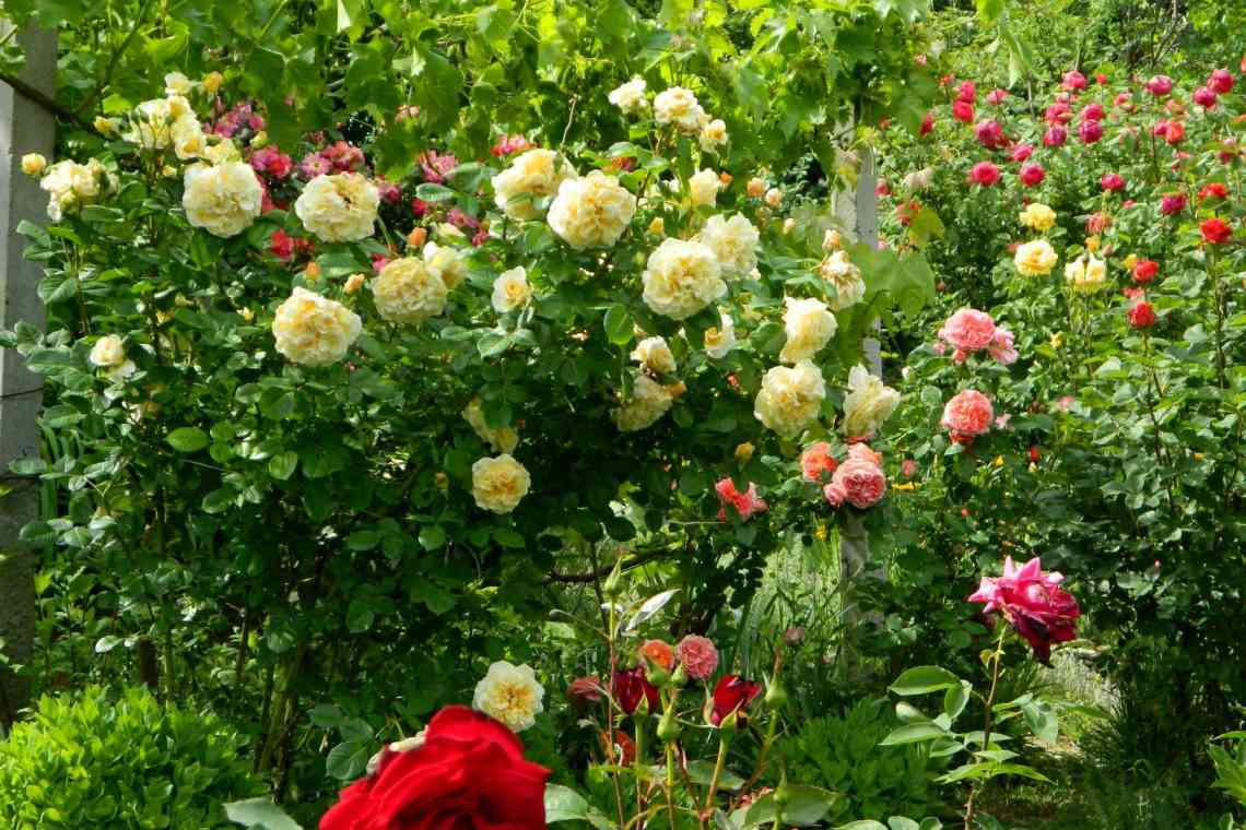 Який відхід потрібен трояндам в саду влітку?