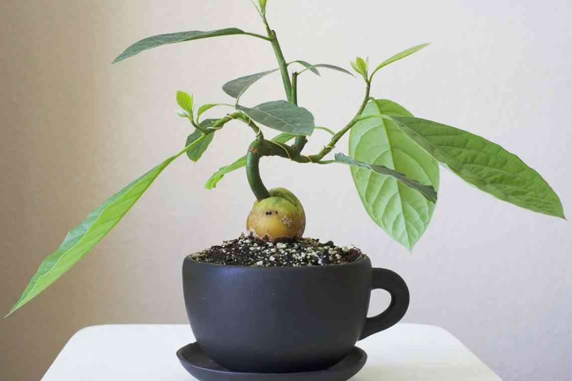 Вирощуємо авокадо в домашніх умовах