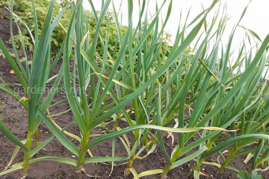 Добрива ґрунту при посадці часнику: особливості підживлень для ярого та літнього часнику