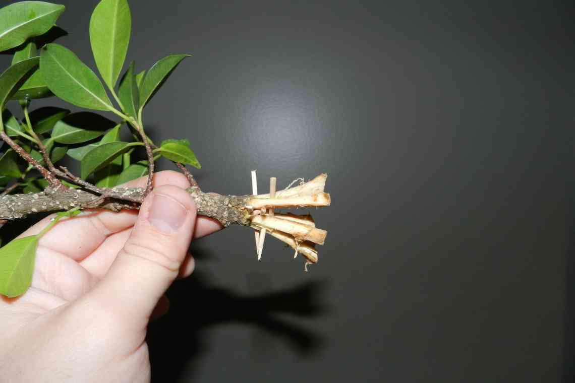 Як розмножується листяниця: два способи отримати нове деревце