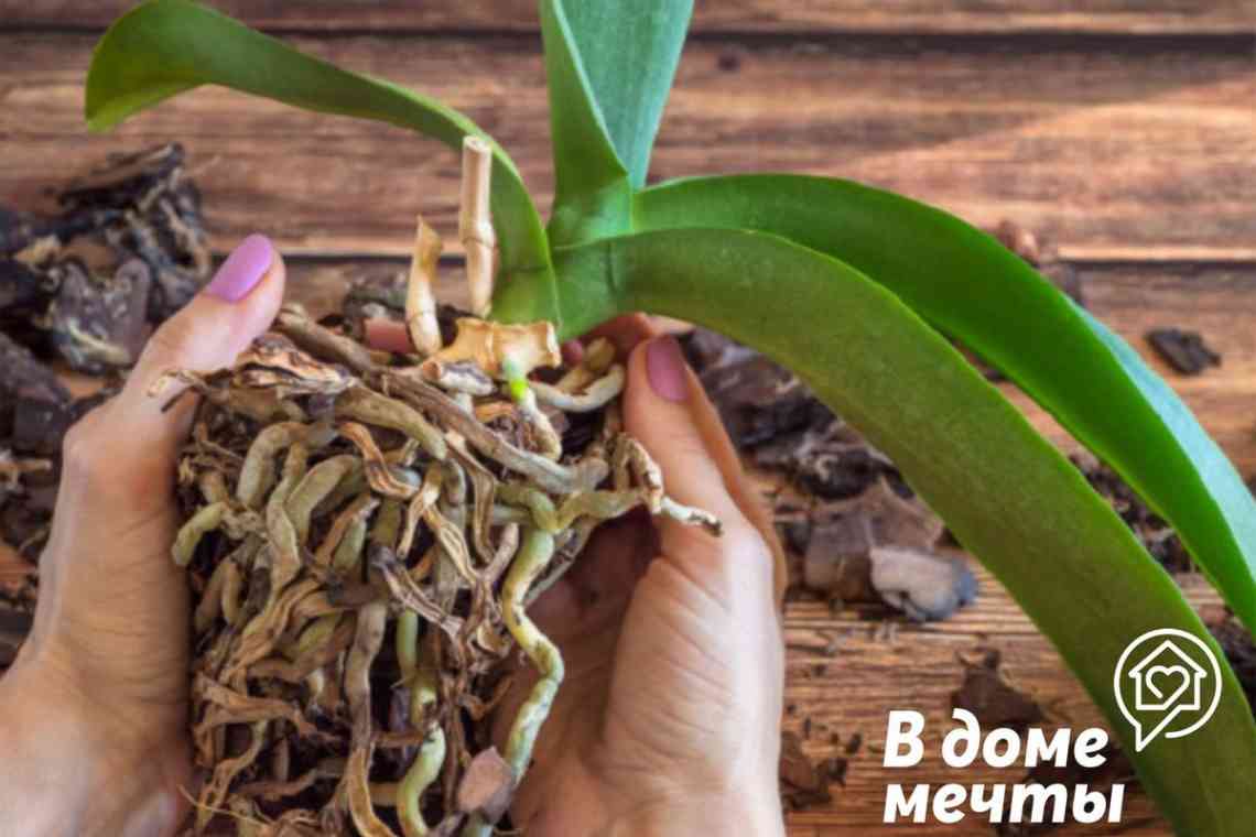 Як розсадити орхідею: терміни і способи