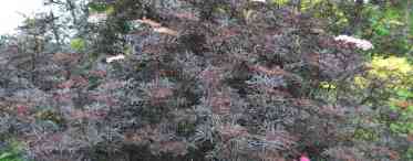 Бузина чорна Пулверулента - шикарний куст з мармуровим листям