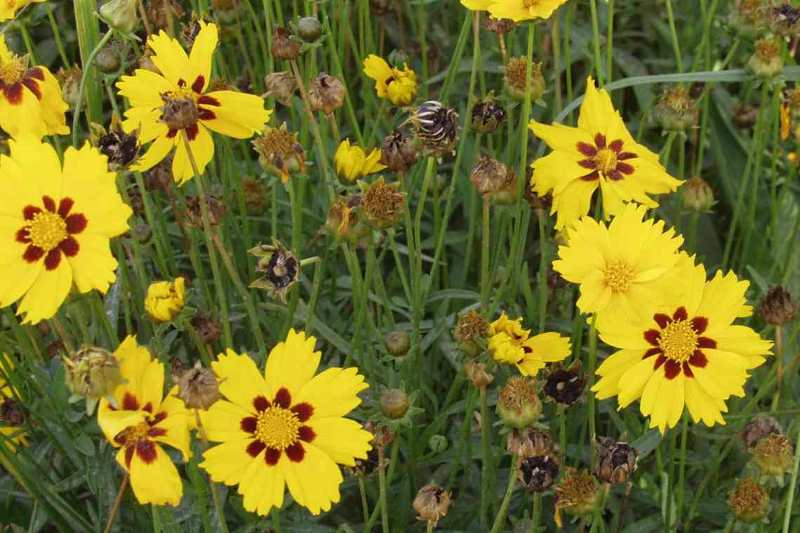 Кореопсис Санбарст - невибагливий квітучий багаторічник у вашому саду