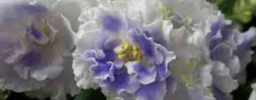 Ефектне цвітіння фіалки Сніжний георгін