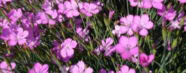 Компактна альпійська гвоздика на вашій альпійській гірці: що потрібно знати про вирощування квітки