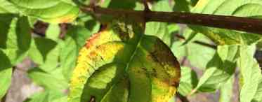 Чому сохнуть листя гортензії: причини та способи усунення проблем