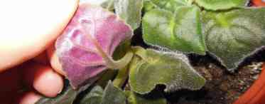 Проблеми при вирощуванні фіалки Водяної: одиничний кольоронос і довге листя