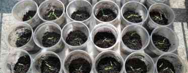 Як посадити селеру: особливості вирощування розсадним способом