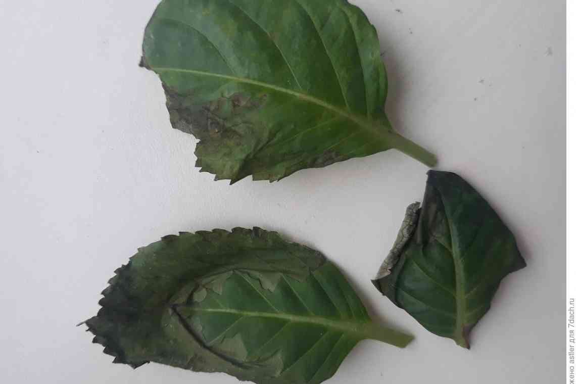 Чому жовтіє листя у гортензії: причини та способи їх усунення