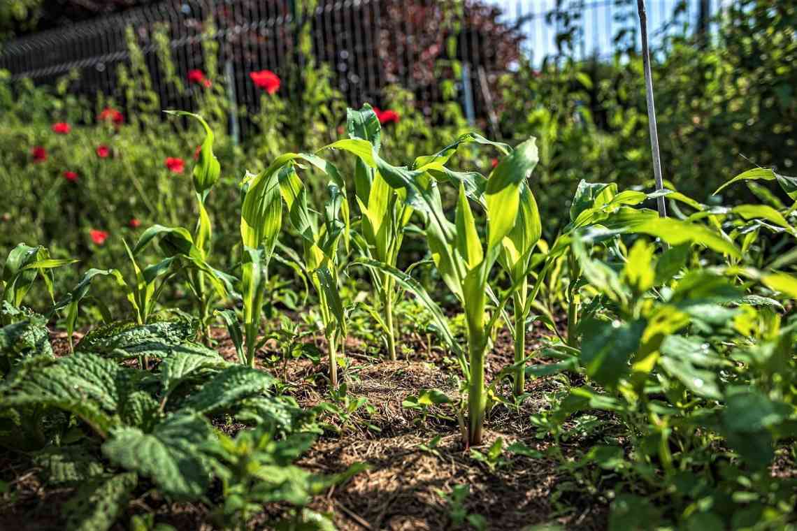 Як садити кукурудзу: способи посадки