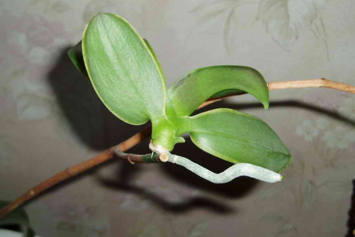 Розмноження орхідеї лудизії: три простих способи, як отримати нові рослини