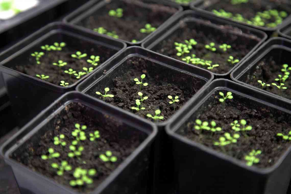 Як виростити обрієтту з насіння: розсадний і безрозсадний спосіб