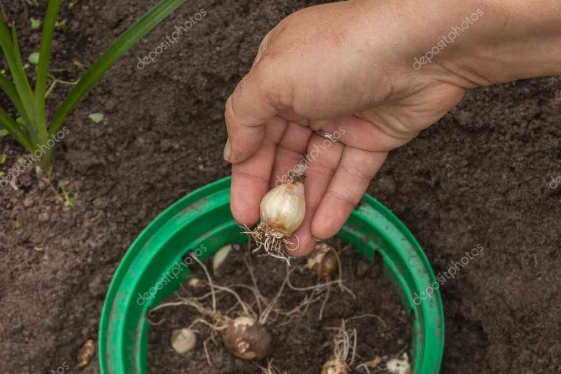 Як садити лілії: визначаємося з глибиною і схемою посадки цибулин