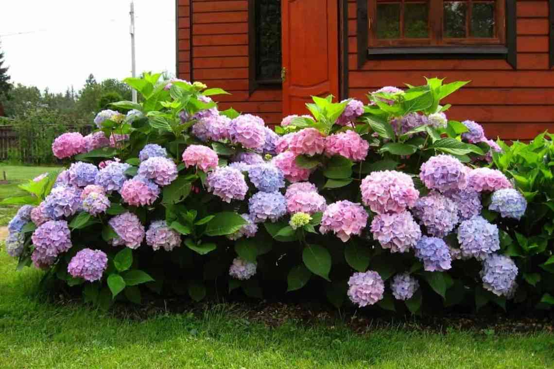 Пишноквітуча гортензія у вашому саду: вибираємо час і місце посадки