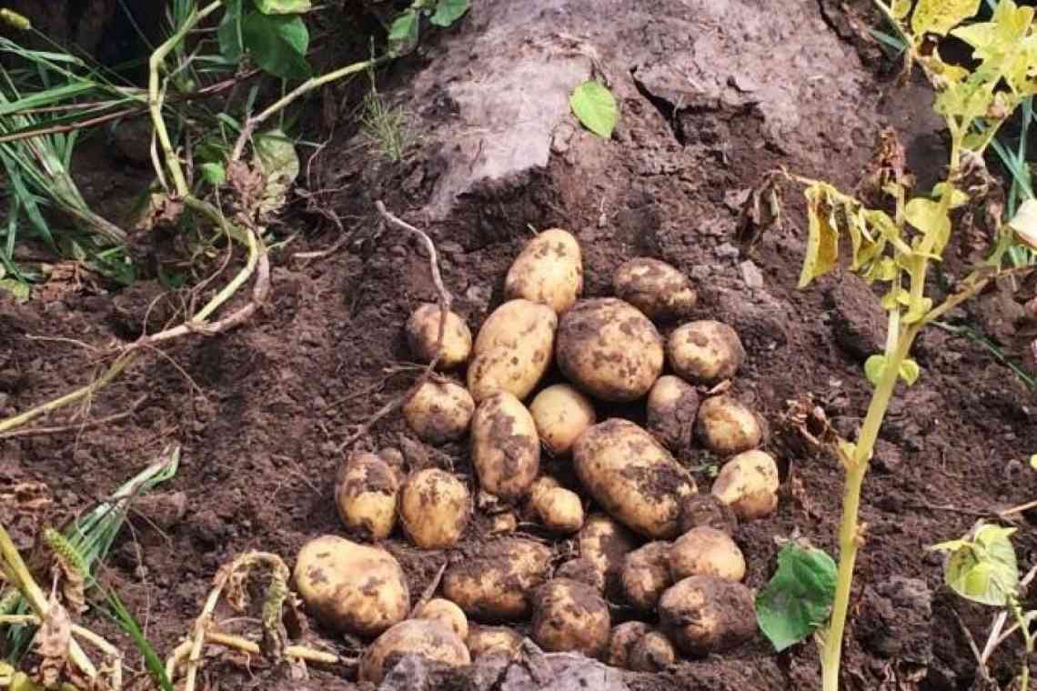 Як зберегти картоплю взимку в ямі - економне та ефективне рішення для великого врожаю