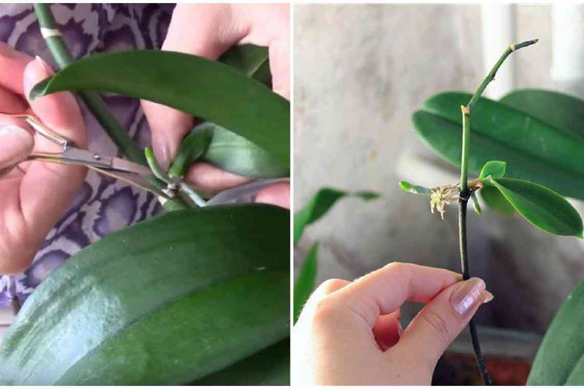 Три способи розмноження орхідеї дендробіум