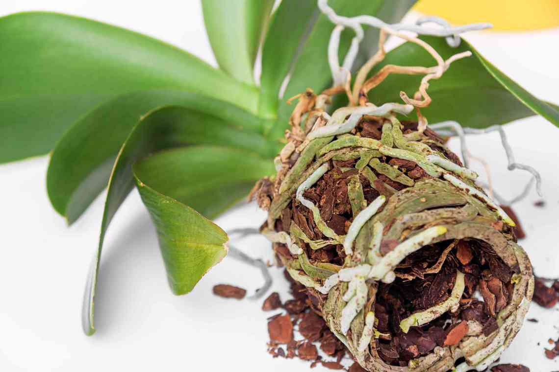 Як врятувати орхідею: реанімація рослини з гнилим корінням