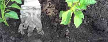 Терміни посадки гарбуза на розсаду і у відкритий грунт