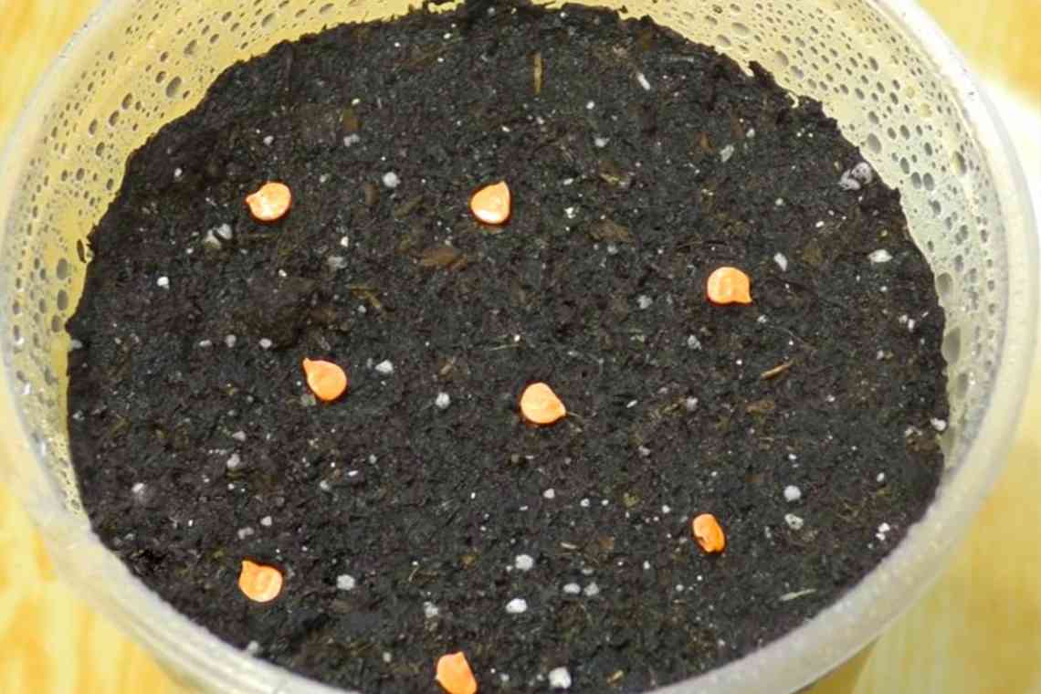 Два способи, як садити чорницю насінням