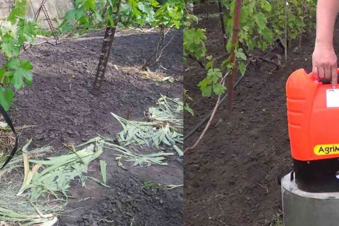 Три в одному: підживлення, захист і знищення грибків - обробка винограду восени залізним купоросом