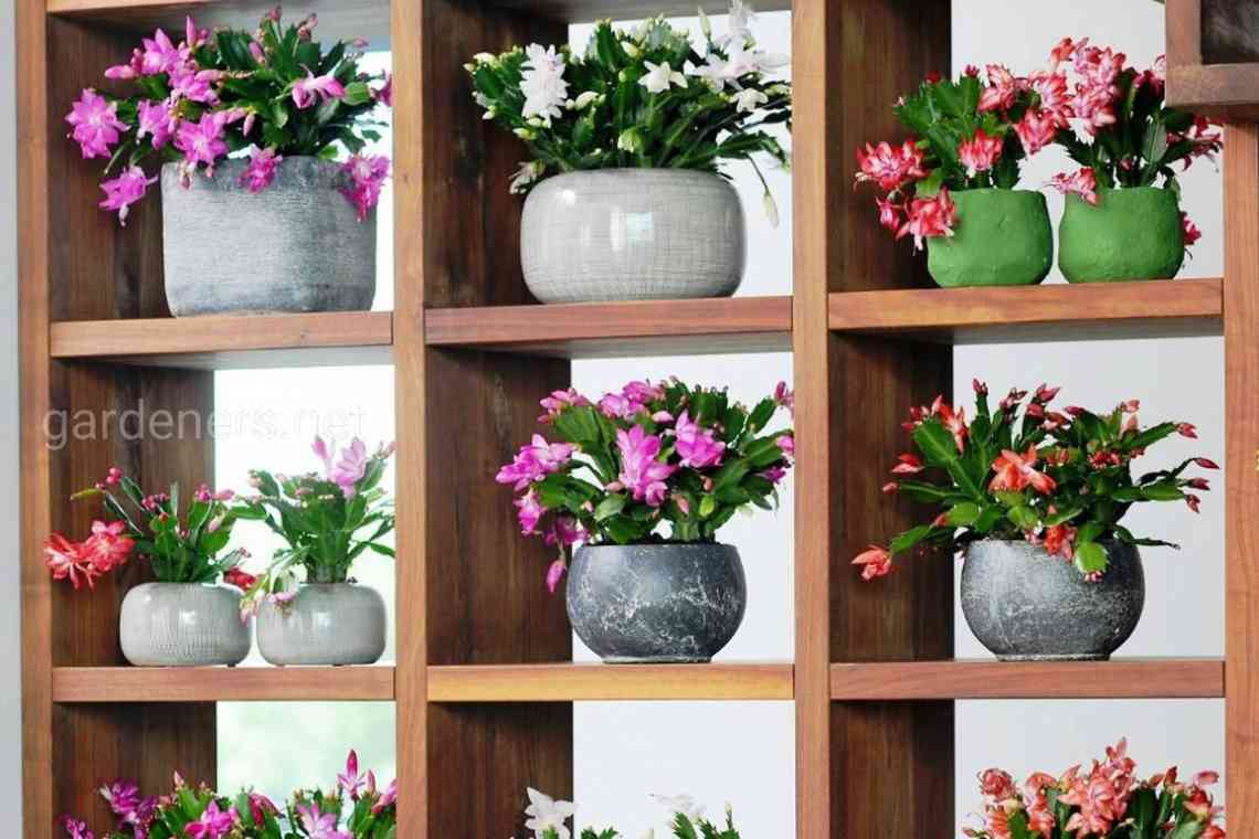 Які квіти повинні бути в будинку обов'язково: коротка добірка рослин