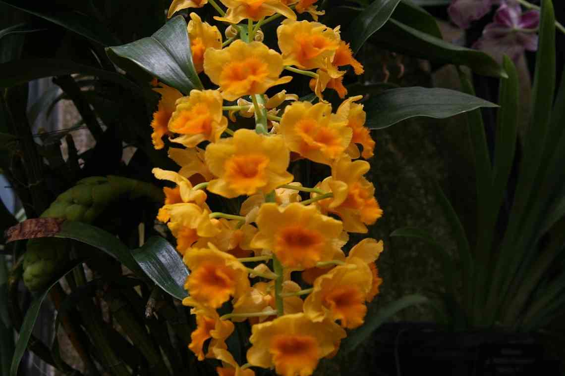 Дендробіум Беррі Ода - найбільш ароматна орхідея