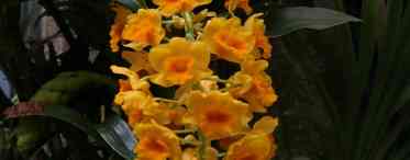 Дендробіум Беррі Ода - найбільш ароматна орхідея
