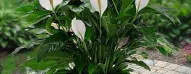 Як доглядати квітку спатифіллумом?