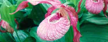 Лісова орхідея або венерин башмачок великоквітковий