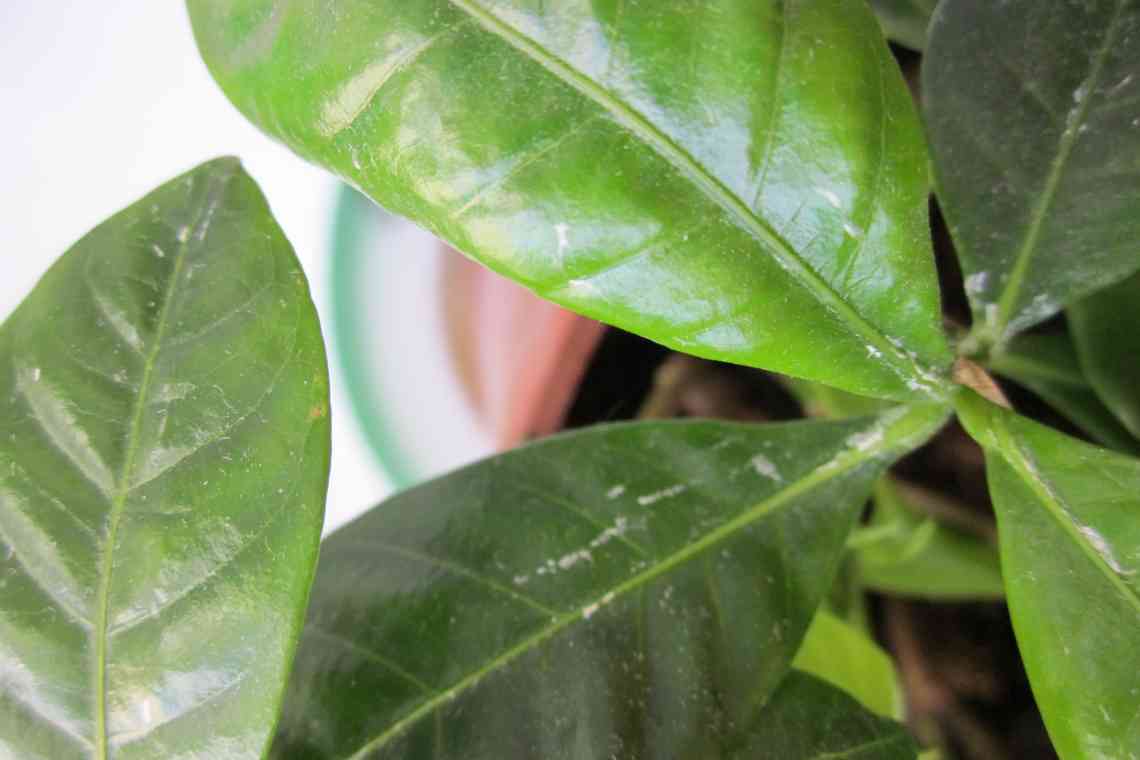 Проблеми при вирощуванні гарденії: почорнення і опадіння листя