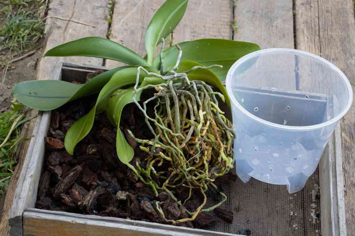 Чи можна садити орхідею в непрозорий горщик: думка фахівців