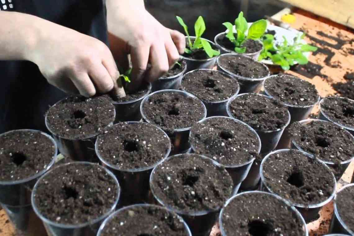 Як виростити броколі розсадним і безрозсадним способом