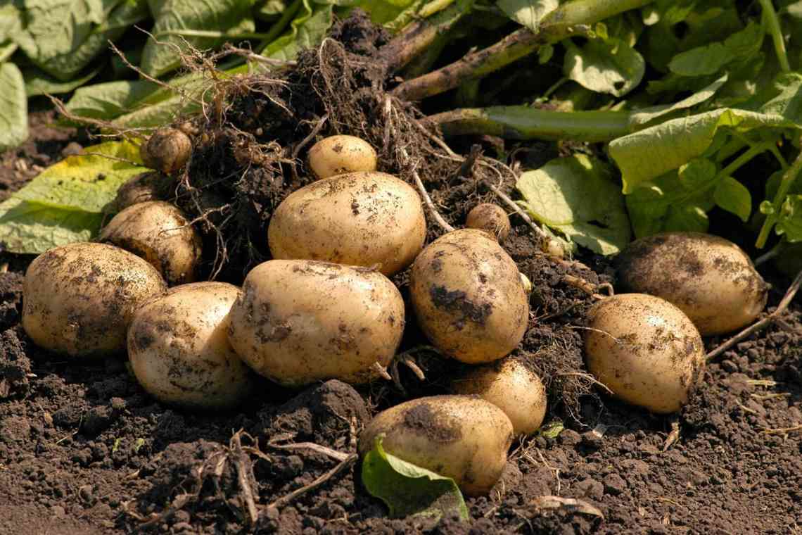 Посадка картоплі в червні: можна чи ні, плюси і мінуси способу